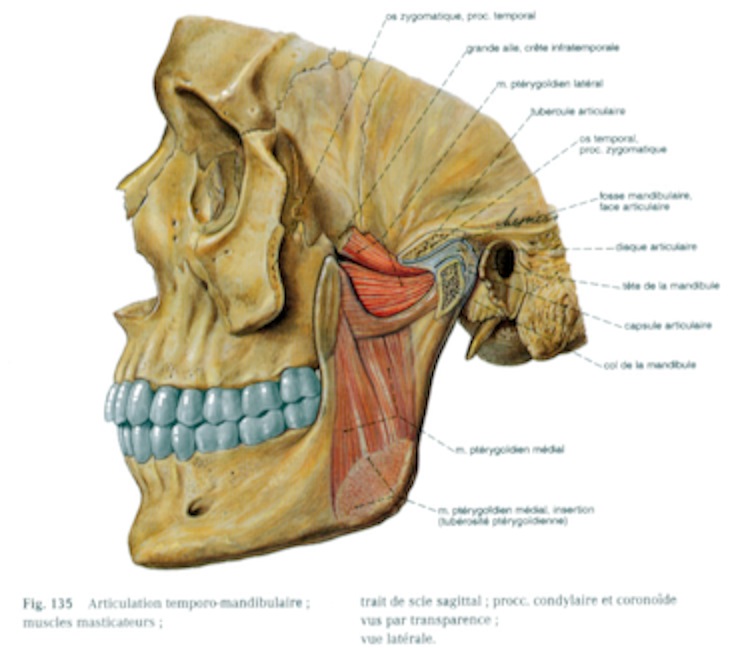 Les muscles adducteurs de la mandibule. - Evolution biologique