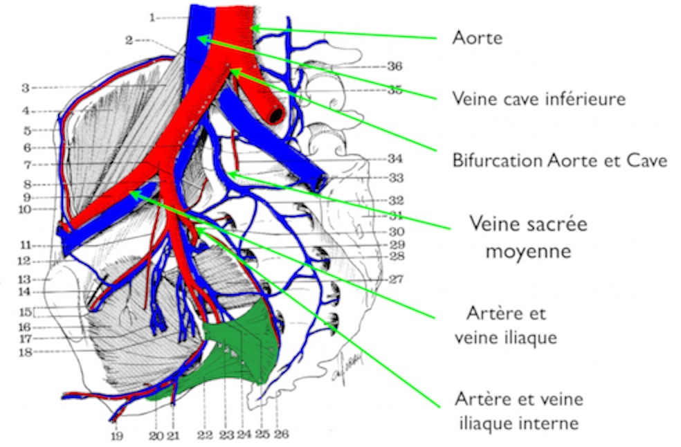 Élaborer Manifeste caleçon vascularisation bassin Frontière Te montrer ...