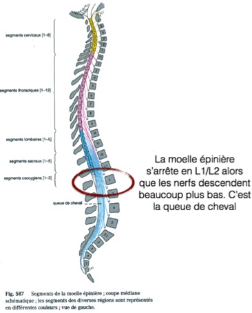 Pudendalgie, clunéalgie ou syndrome myofascial – Ostéopathe à Paris