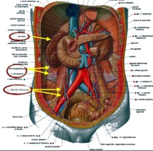 Pudendalgie, clunéalgie ou syndrome myofascial – Ostéopathe à Paris