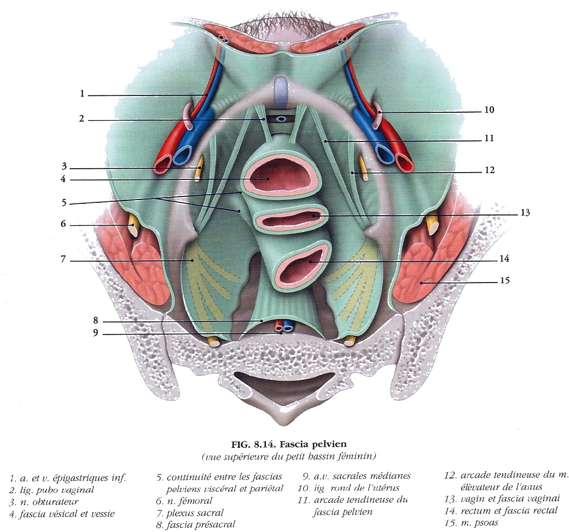 Endométriose, aspect gynécologique, urinaire et anal – Ostéopathe ...