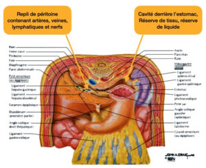 Endométriose, aspect viscéral – Ostéopathe à Paris