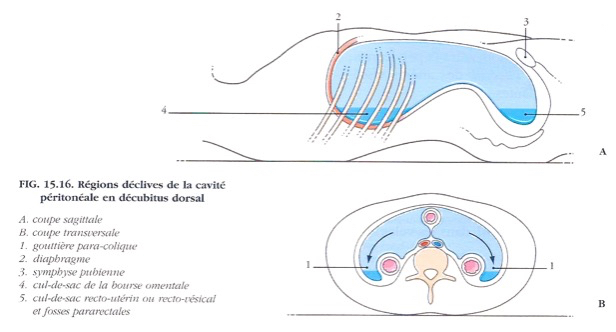 Endométriose, aspect viscéral – Ostéopathe à Paris