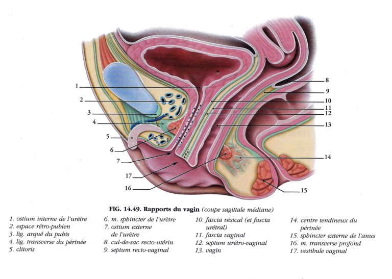 Endométriose, aspect gynécologique, urinaire et anal – Ostéopathe ...