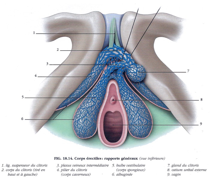 Endométriose, aspect gynécologique, urinaire et anal – Ostéopathe ...