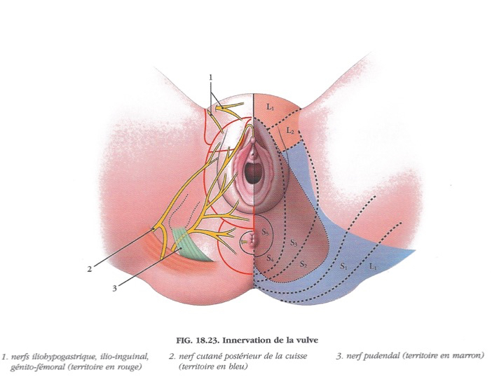 Endométriose, aspect gynécologique, urinaire et anal – Ostéopathe ...