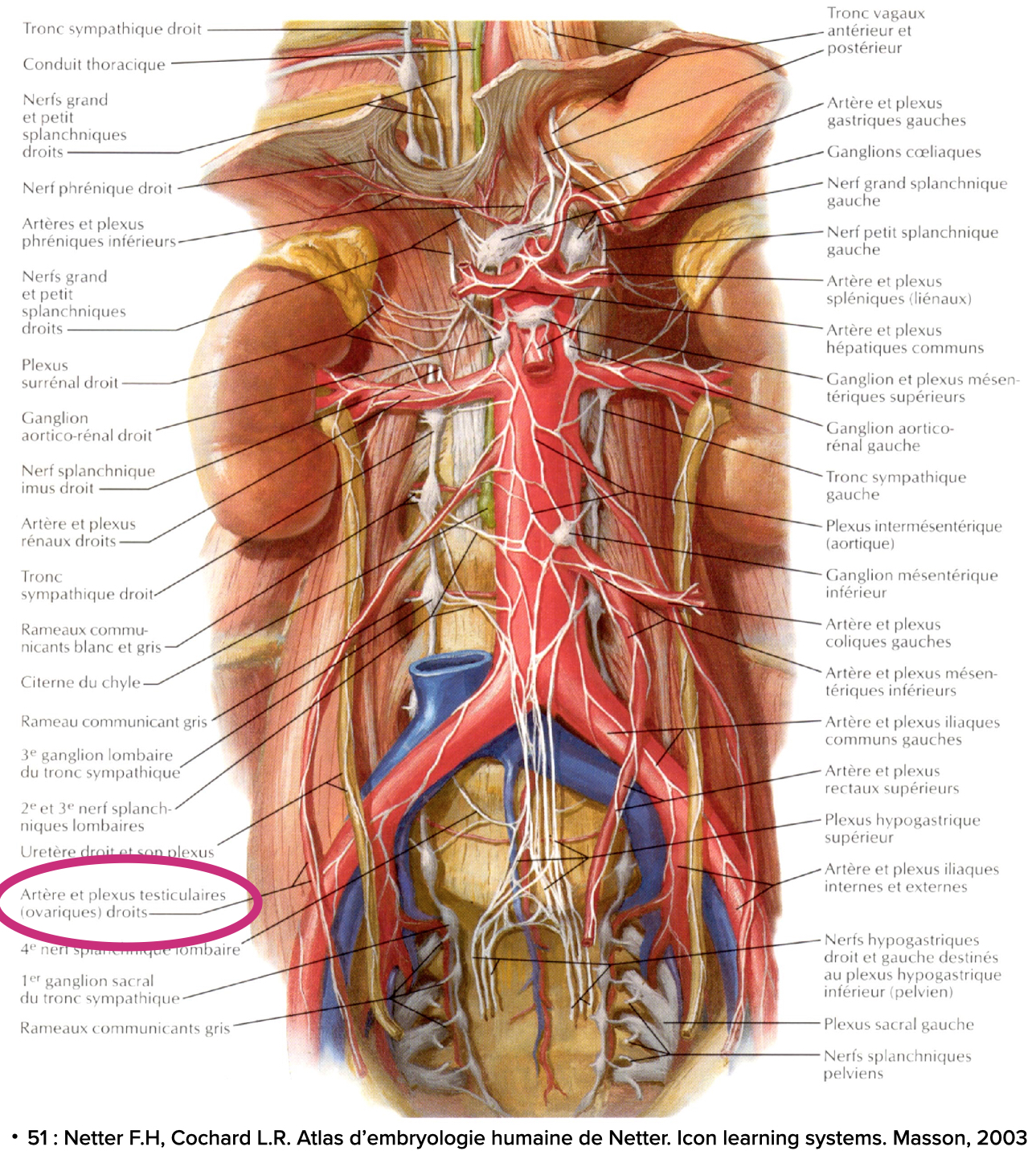 Endométriose, Adénomyose et Endométriome – Ostéopathe à Paris