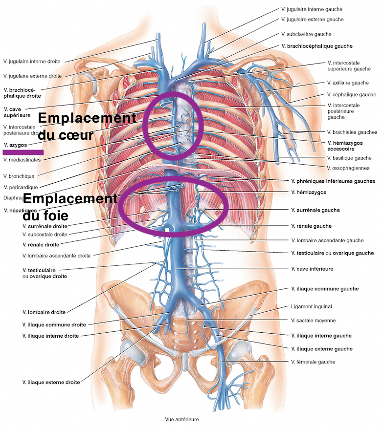 Congestion Veineuse Pelvienne – Syndrome de Congestion Pelvienne ...