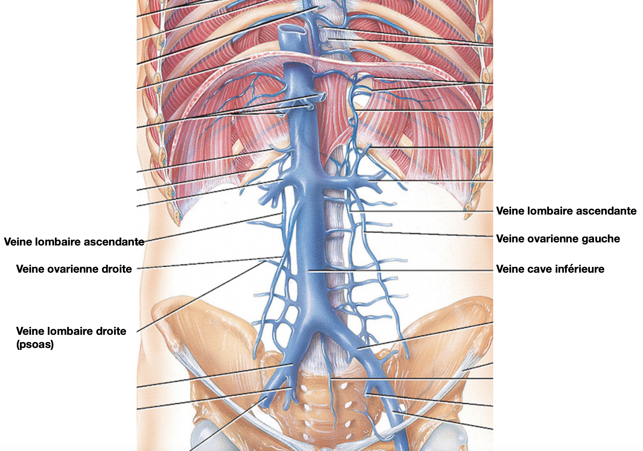 Congestion Veineuse Pelvienne – Syndrome de Congestion Pelvienne ...